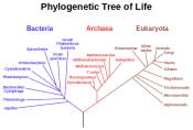 450px-Phylogenetic_tree.svg